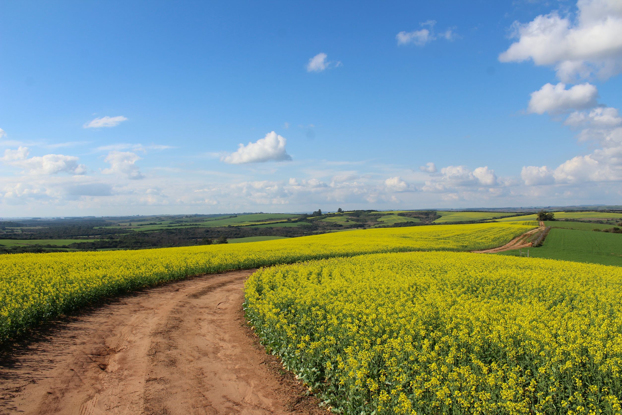Field in summer